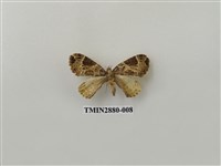 藏品(尺蛾608)的圖片